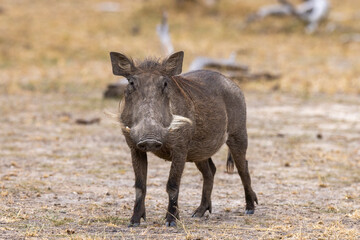 Naklejka na ściany i meble Warthogs foraging in natural protected habitat in an East Africa national park area