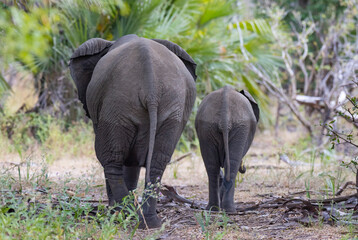 Close up of Elephant grazing in thick natural bush land habitat in an East African national park 
