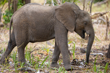 Close up of Elephant grazing in thick natural bush land habitat in an East African national park 