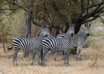Herd of wild zebra in natural African habitat 