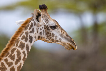 Giraffe close up in East African natural habitat national park area