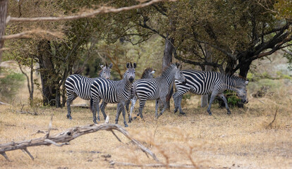 Herd of wild zebra in natural African habitat 