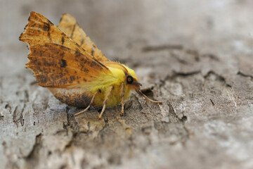 Closeup on the Canary-shouldered Thorn geometer moth,Ennomos alniaria, with open wings