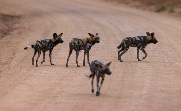 African wild dogs (painted wolf) in their natural habitat in southern Tanzania