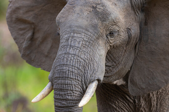 Close up of Elephant grazing in thick natural bush land habitat in an East African national park 