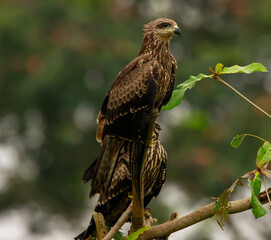 Black Kite 