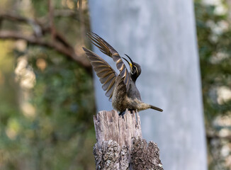 Juvenile Riflebird on display perch