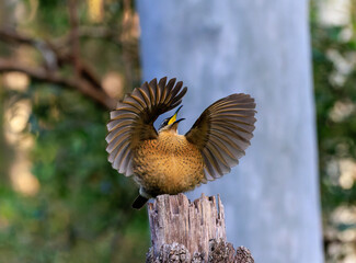 Juvenile male Victoria's Riflebird
