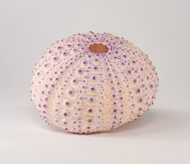 sea urchin shell in high detail