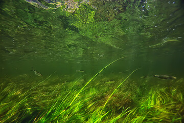 green algae underwater in the river landscape riverscape, ecology nature