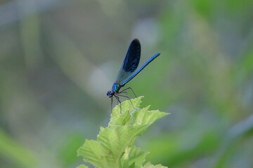 blue dragonfly on a leaf