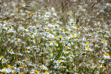 View of a field of daisies. Field of daisies in summer. Daisies in a field lit by the sun.