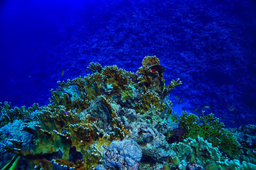 tropical sea underwater background diving ocean