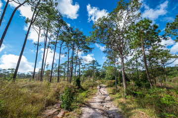 Woman tourist walking on Nature trail at Phu Kradueng mountain national park in Loei City Thailand.Phu Kradueng mountain national park the famous Travel destination