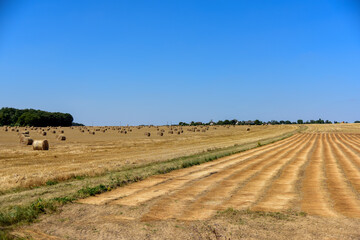 Champ de bl&eacute; apr&egrave;s moisson