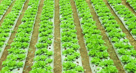 Lettuce lined up in the farm