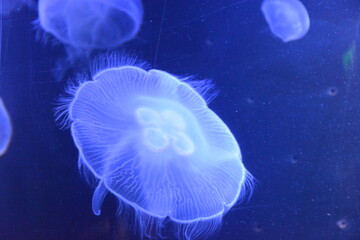 A closeup shot of jellyfishes