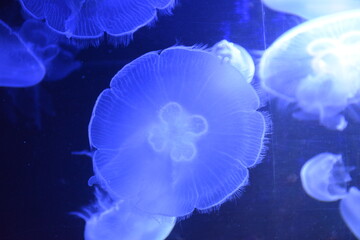 A closeup shot of jellyfishes
