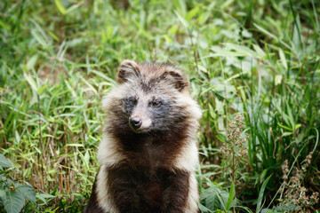 Obraz premium 草むらに佇むタヌキ