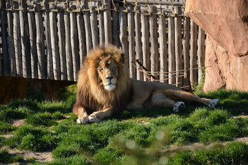 Beautiful male lion