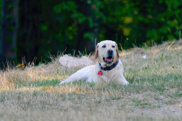 Cute Labrador Retriever dog lying in the grass on the hill