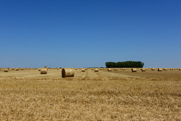 Champ avec ballots de paille
