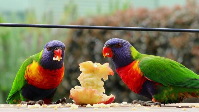 Close up video of a pair of Rainbow Lorikeets feeding on an apple 