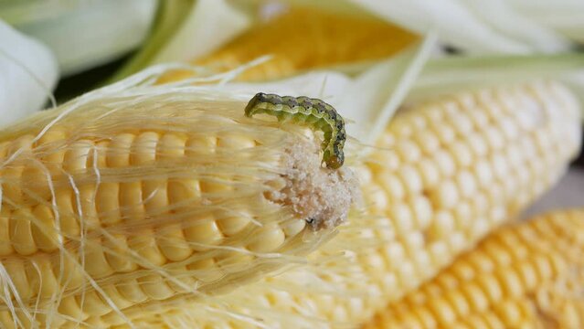 Detail: A green striped caterpillar gnaws a fresh corncob with its sharp teeth. An insect pest eats the fruit of corn, leaving dust. Causes significant damage to agriculture. macro caterpillars 4K