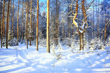 coniferous forest covered with hoarfrost background, winter landscape snow trees