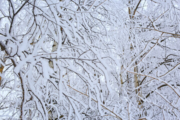 branches covered with frost background abstract winter december view