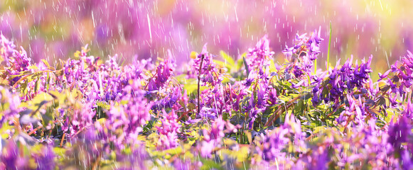 Obraz premium spring wild flowers rain drops abstract background