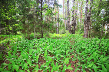 Obraz premium lilies of the valley leaves green background, nature fresh green garden texture