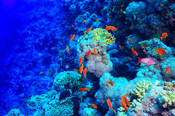 coral reef background, underwater marine life ecosystem ocean sea