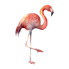 Flamingo. Hand-drawn silhouette of bird. Real watercolor drawing. Vector illustration. Traced painting. For wallpaper or background and books