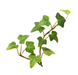 Ivy twig with small green leaves isolated