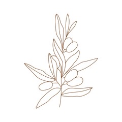 Olive branch with leaves and fruits illustration. Minimalist vector illustration for posters, cards, logo, printing on t-shirt etc.