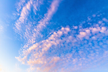 Pink cirrocumulus clouds are in blue sky in the evening - obrazy, fototapety, plakaty