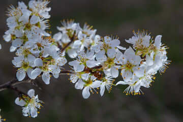 Blackthorn prunus spinosa sloe plant shrub white flower bloom blossom detail spring wild fruit