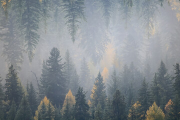 autumn fog landscape forest mountains, trees view mist