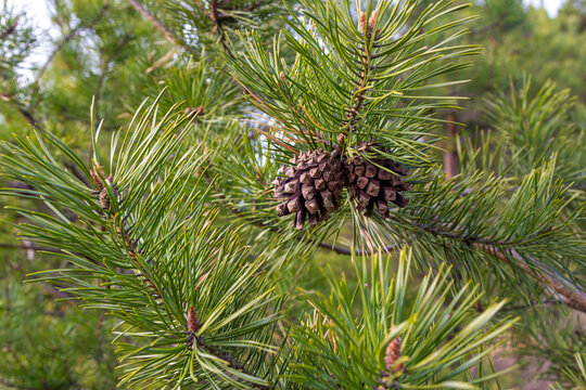 Pine cones on branches with needles on the tree in the forest