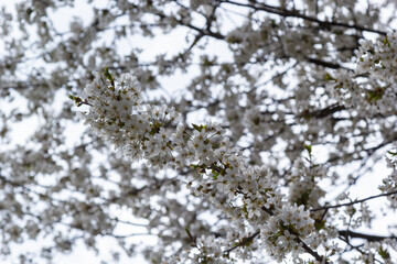 Selective focus of beautiful branches of white Cherry blossoms on the tree under blue sky, Beautiful Sakura flowers during spring season in the park, Floral pattern texture, Nature background