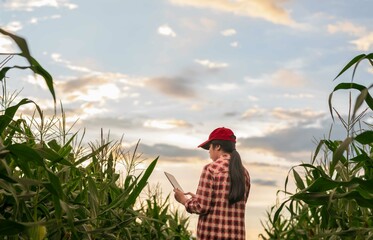 Agricultural teenagers learn to grow corn crops with an agricultural application program on a tablet. A young female farmer assesses corn crops on a tablet computer in corn farming.