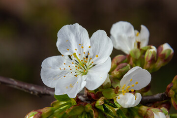 Prunus cerasus flowering tree flowers, group of beautiful white petals tart dwarf cherry flowers in bloom against blue sky in sunlight