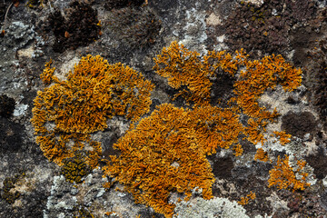 Plenty of small golden colored maritime sunburst lichen, xanthoria parietina, with green moss and some small rocks. Closeup macro image from a walking bridge in Espoo, Finland. Springtime