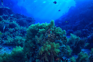 Fototapeta na wymiar coral reef background, underwater marine life ecosystem ocean sea