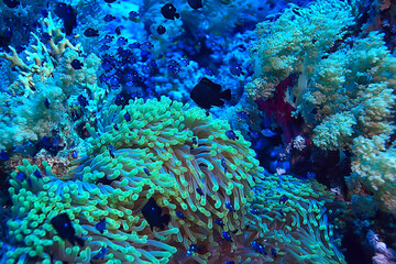 Fototapeta na wymiar coral fish in the red sea underwater photo