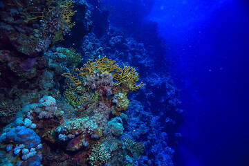 coral reef background, underwater marine life ecosystem ocean sea