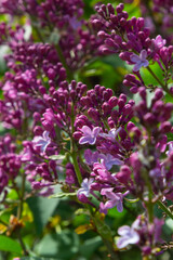 A branch of lilac lilac on a background of green leaves. Spring