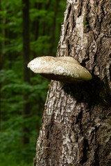 Fomes fomentarius, commonly known as the tinder fungus