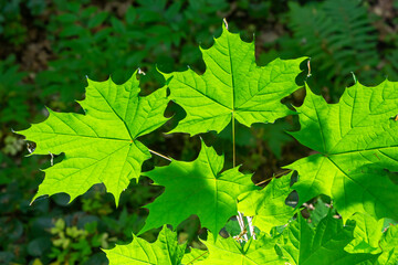 Close up of Acer platanoides, Norway maple, with sunlit new leaves on dark background. Image with selective focus and shallow depth of field